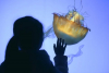 Atelier 4-6 ans : Flotte avec les planctons