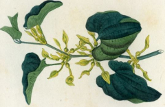 Panorama des livres de botanique