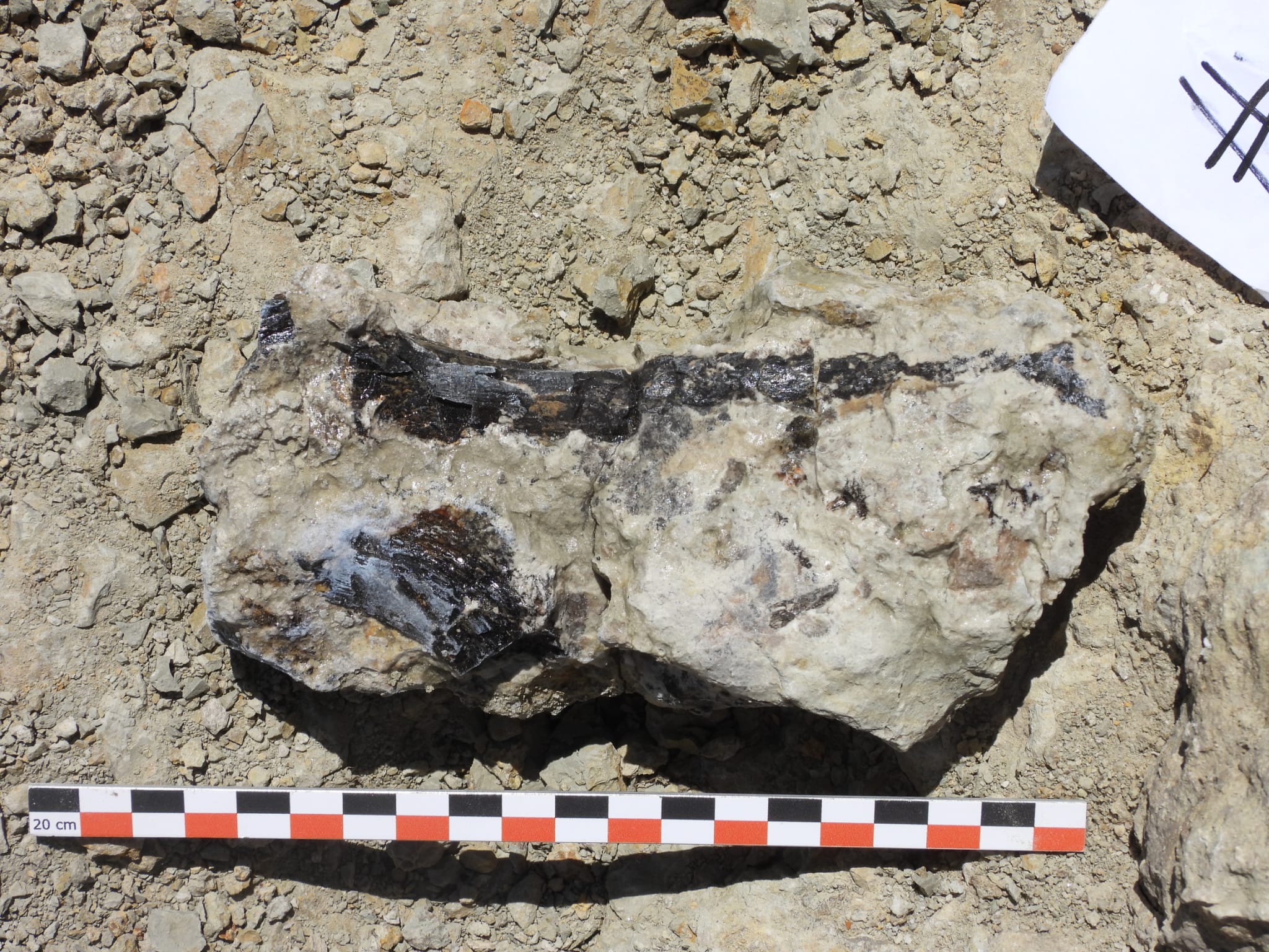 2025-07-22_Mesures et repérages effectués par Marion et Denis (1).jpeg