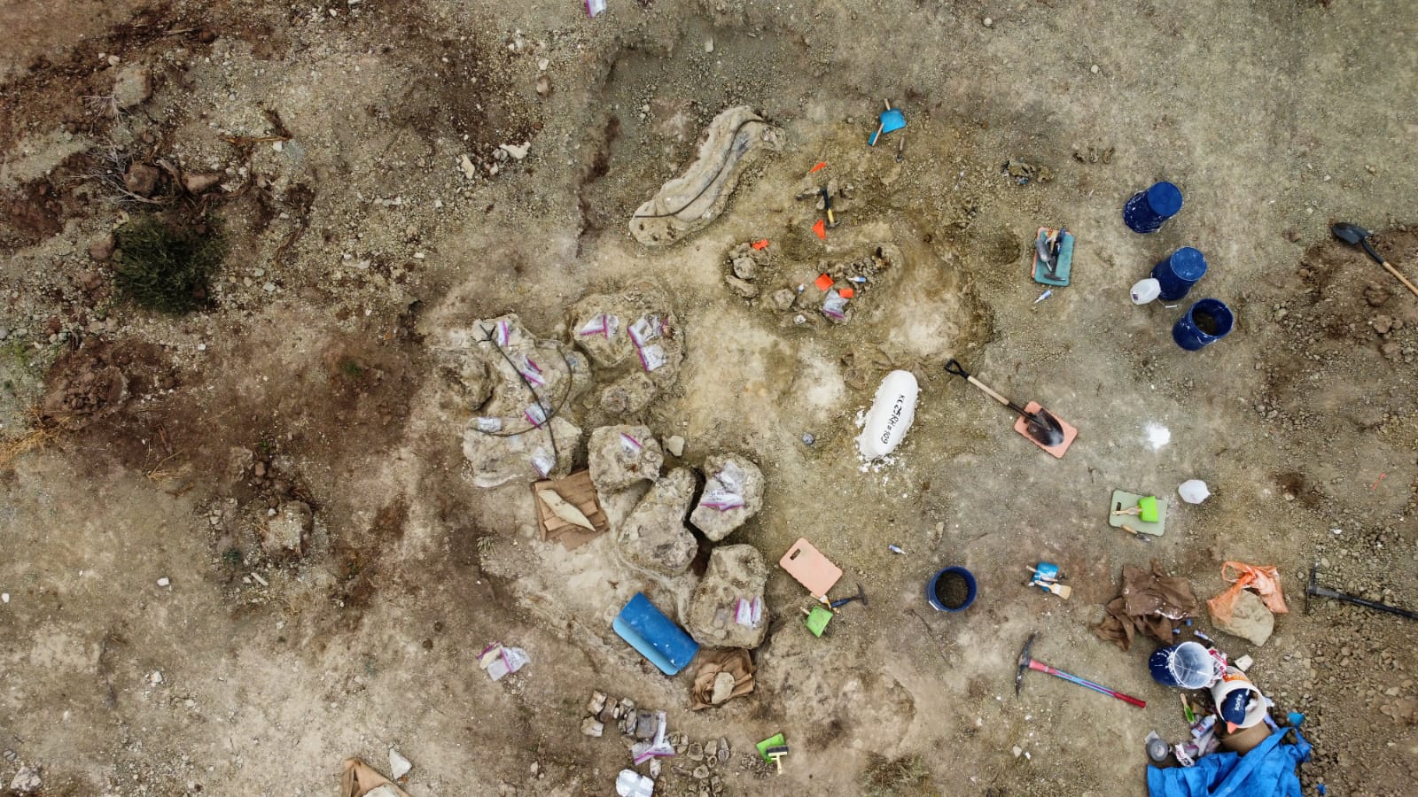 2025-08-25 Sage brush (1).jpeg