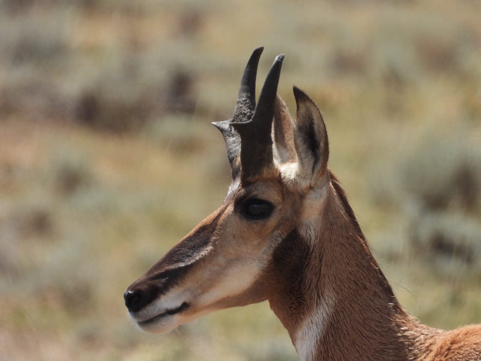 2026-07-17_Wyoming_Faune1.jpeg