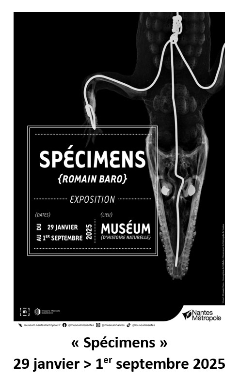 specimens