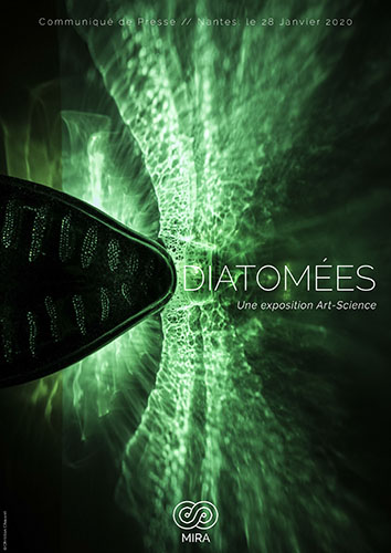 Diatomes_illustraion.jpg