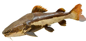 Museum Animation Amazonie